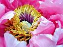 Fiori e Natura - 046
